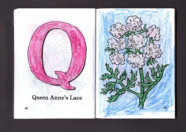 Q Is For Queen Anne's Lace