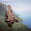 Peregrine Falcon