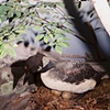 Loon