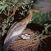 Anhinga