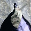 Perfect Purple Pear