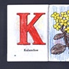 K Is For Kalanchoe
