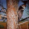 Ivory Billed Woodpecker