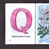 Q Is For Queen Anne's Lace