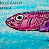 Maryland Darter