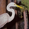 Egret