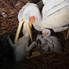 Pelican