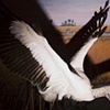 Wood Stork