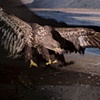 Brown Eagle