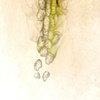 Inner Companion #13