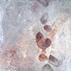 Siliqua (Elegant pod)