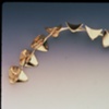 Vertebral Bracelet (detail)