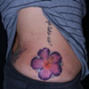 Hibiscus