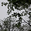 EDEN