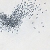 Wichita Swifts