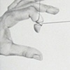 steer