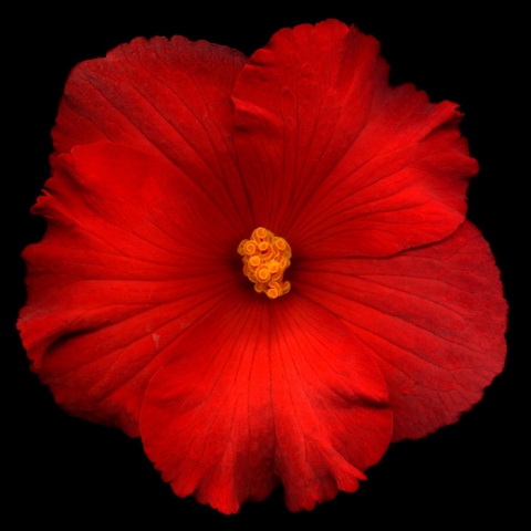 Seamus B. Kiel "Red Hibiscus No. 15"
