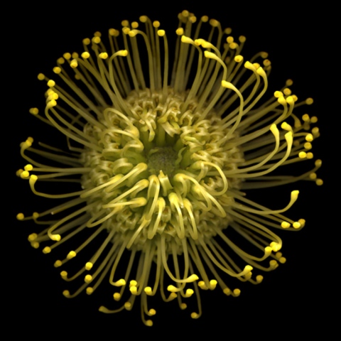 Seamus B. Kiel "Pincushion No. 53"