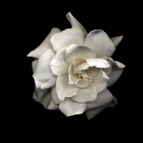 Seamus B. Kiel "Gardinia No. 1"