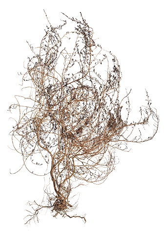 Stephen Galloway, "Arjuna", 62"x44", 2009