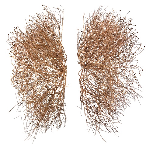 Stephen Galloway, "Pneumon", 60"x60", 2009
