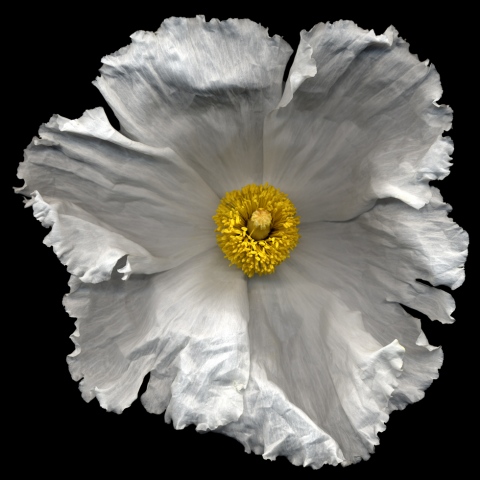 Seamus B. Kiel "Matilda Poppy No. 33"