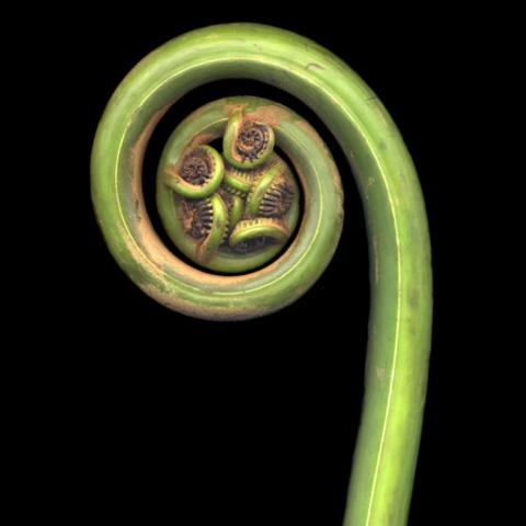 Seamus B. Kiel "Monkey Tail No. 11"
