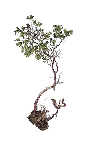 Stephen Galloway, "Shrub 6", 72"x44", 2009