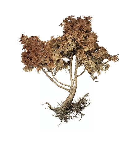Stephen Galloway, "Shrub 3", 48"x48", 2009
