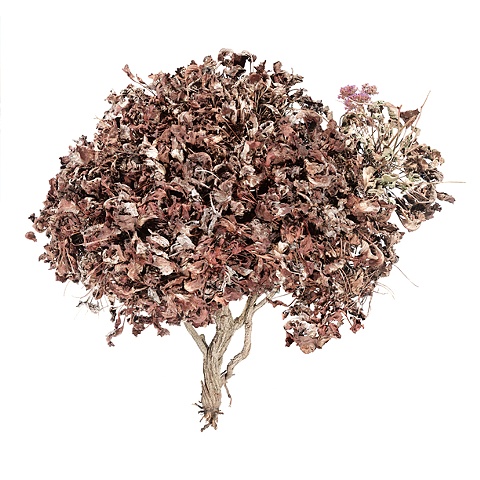 Stephen Galloway, "Shrub 5", 48"x48", 2009