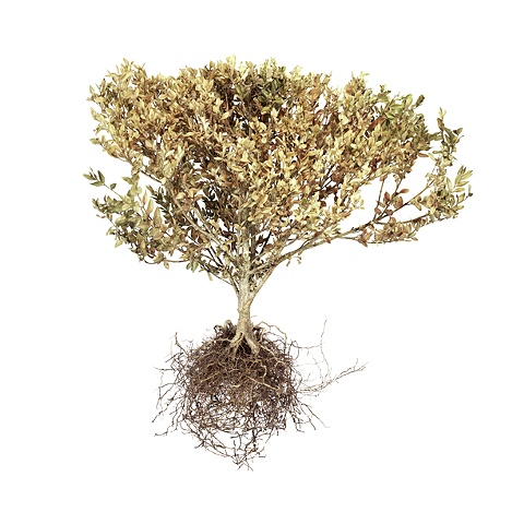 Stephen Galloway, "Shrub 4", 48"x48", 2009