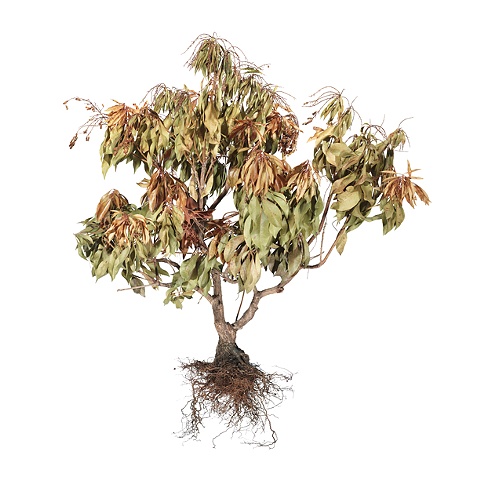 Stephen Galloway, "Shrub 7", 48"x48", 2009