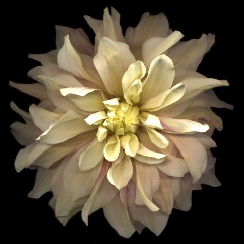 Seamus B. Kiel "Pink Yello Dahlia No. 23"