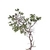 Stephen Galloway, "Shrub 6", 72"x44", 2009
