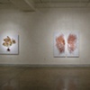 Installation view of "Roots and Shrubs": Nov. 14th - Dec. 31st at LIMN Gallery