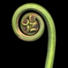 Seamus B. Kiel "Monkey Tail No. 11"