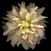 Seamus B. Kiel "Pink Yello Dahlia No. 23"