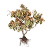Stephen Galloway, "Shrub 7", 48"x48", 2009