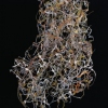 Nina Datchadourian "Austria" ed. 2/3