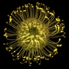 Seamus B. Kiel "Pincushion No. 53"