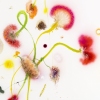 Thierry Feuz "Psychotropical-Fidelio"