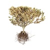 Stephen Galloway, "Shrub 4", 48"x48", 2009