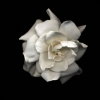 Seamus B. Kiel "Gardinia No. 1"