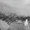 "The Peach Colony" series