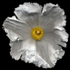 Seamus B. Kiel "Matilda Poppy No. 33"