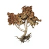 Stephen Galloway, "Shrub 3", 48"x48", 2009