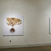 Installation view of "Roots and Shrubs": Nov. 14th - Dec. 31st at LIMN Gallery