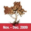 Stephen Galloway  Solo Exhibition 2009
"Roots and Shrubs"