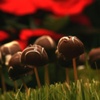 World of Chocolate