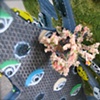 Looking down - kite in tree